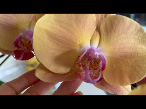 Видео: ОРХИДЕЯ ГРОМКО ТРЕБУЕТ ПЕРЕСАДКИ ‼️ СПЕШУ ПОЛИТЬ ВАНДЫ💦🌞