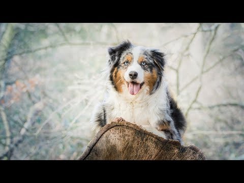 Видео: Большие друзья: австралийская овчарка Аусси
