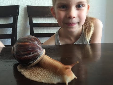 Видео: Пробуждение улитки АХАТИНЫ после зимней спячки #Snail Achatina#Уход и размножение улиток