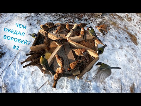 Видео: Пищевые предпочтения воробьев и синиц