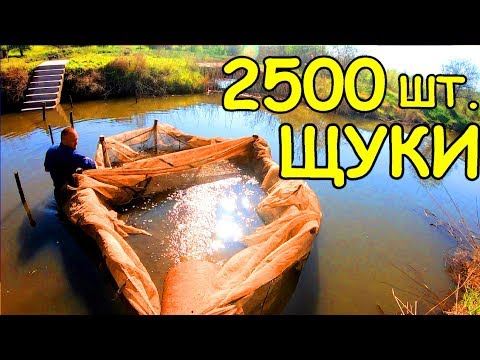 Видео: ЗАПУСКАЮ в ОЗЕРО 2500 штук ЩУКИ