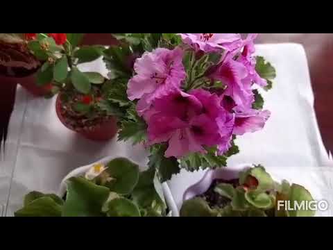 Видео: Бегония гули.