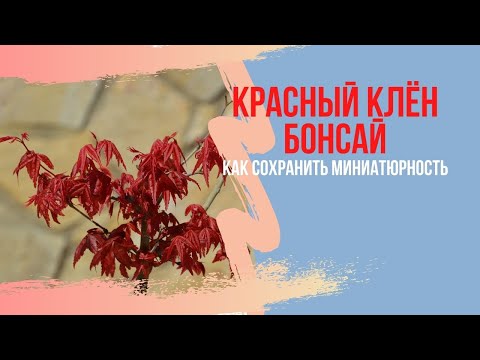 Видео: Бонсай из КРАСНОГО клёна! Как сохранять миниатюрность и компактность новых побегов и листьев