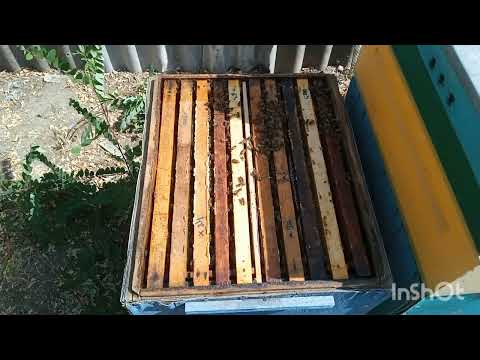 Видео: 10 сентября. Осмотр пчелосемей. Клеща море.