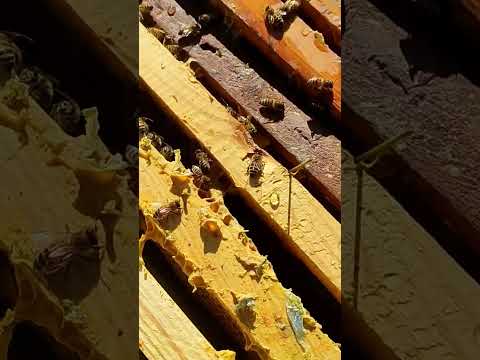 Видео: До зими готові #beekeeperlife #bee #сільськежиття