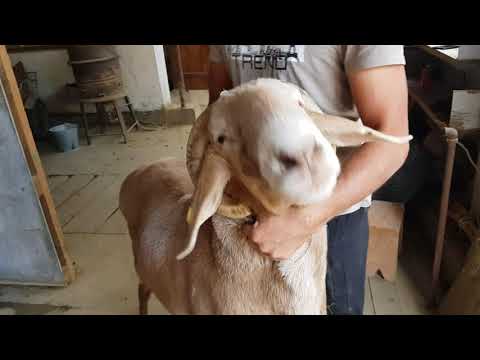 Видео: Гиссарские бараны, Арашаны. Шу (Чу). Анвар Рустемов +77017224679 (ватцап)