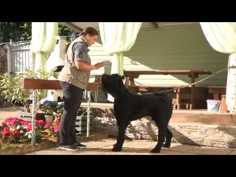 Видео: Догтренинг 530. Атака русского черного терьера