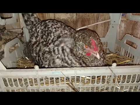 Видео: 3 ноября, лучше чуток не до дать 