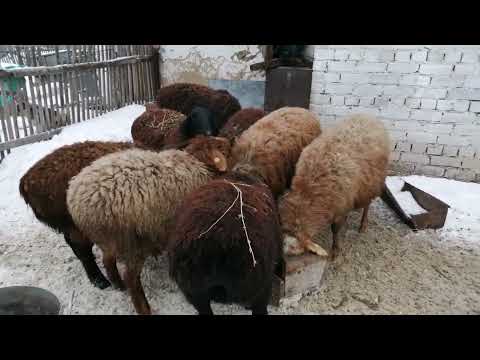 Видео: Вечерняя управка овец очень легко и просто.