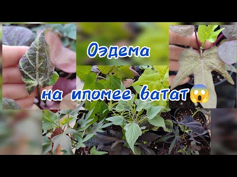 Видео: Оэдема на ипомее батат. Что делать, чтобы этого не происходило!