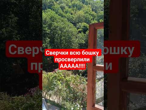 Видео: Снял бюджетный номер, называется.... #сверчки #головныеболи #однозвездочныйотель