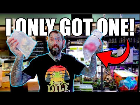 Видео: РАСПАКОВЫВАЕТЕ СОТНИ ТЕТРОВ, НО ТОЛЬКО ОДНА ИЗ НИХ — ЭТА РЫБКА?