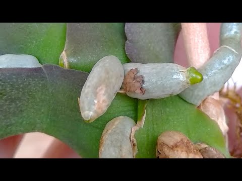 Видео: ПОСТАВЬ орхидеи НА ЭТОТ СПОСОБ! РЕАНИМАЦИЯ орхидеи БЕЗ КОРНЕЙ по классике! КОРНИ орхидеи ОДОБРИЛИ!