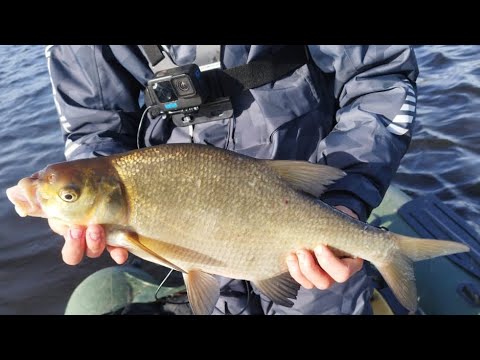 Видео: Ищу леща эхолотом. Рыбалка на донки, ловля Леща с лодки.