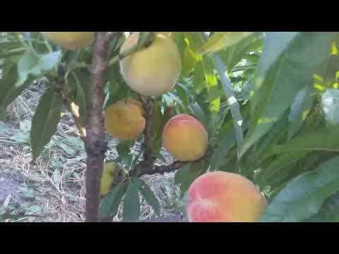 Видео: Карликовый персик сорт Bonanza Dwarf. Находка для маленьких участков: декоративность и урожайность