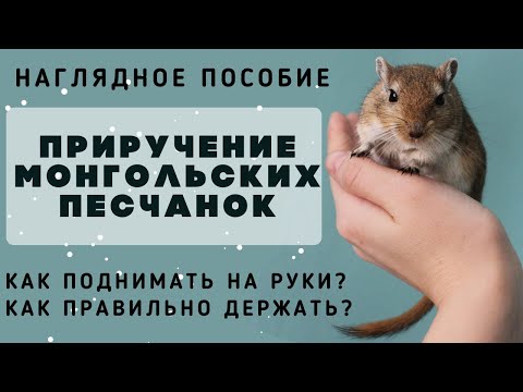 Видео: Приручение монгольской песчанки. Как приручить, как держать и брать на руки?