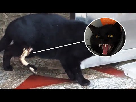 Видео: Никому нет дела до бродячего кота, вся его нога превратилась в кости