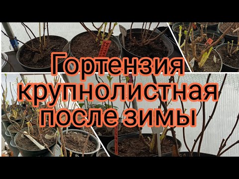 Видео: ГОРТЕНЗИЯ КРУПНОЛИСТНЫЕ ПОСЛЕ ЗИМОВКИ.УХОД .