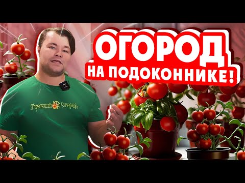 Видео: ТОМАТЫ ЗИМНЕГО ОГОРОДА. ОГОРОД НА ПОДОКОННИКЕ. О КОМПАКТНЫХ ТОМАТАХ.