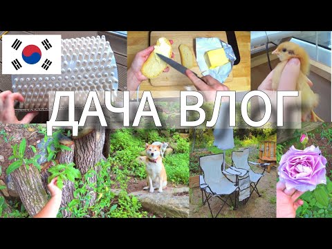 Видео: Дачная суета и ответы на вопросы ^^ KOREA VLOG