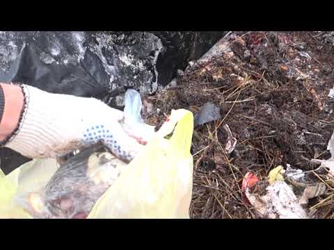 Видео: ЧЕРВЬ СТАРАТЕЛЬ-МОРОЗ -27!!!! ОН ПОГИБ???