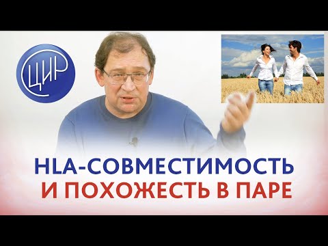 Видео: HLA-совместимость и похожесть в паре. Как наследуются HLA-гены. Гузов И.И.