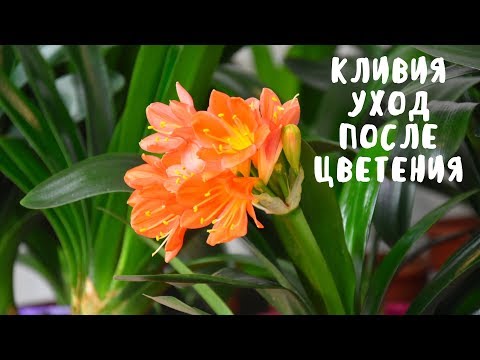 Видео: УХОД ЗА КЛИВИЕЙ ПОСЛЕ ЦВЕТЕНИЯ. Мои цветы. Мой опыт.