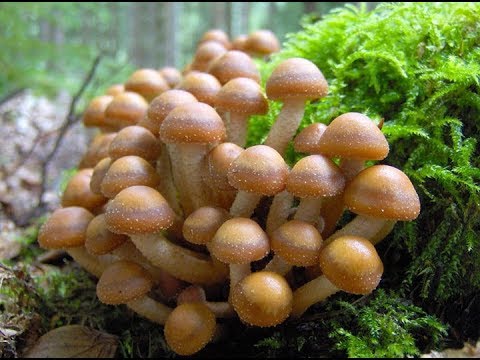 Видео: Душевный сбор опят! Красоты осеннего леса.