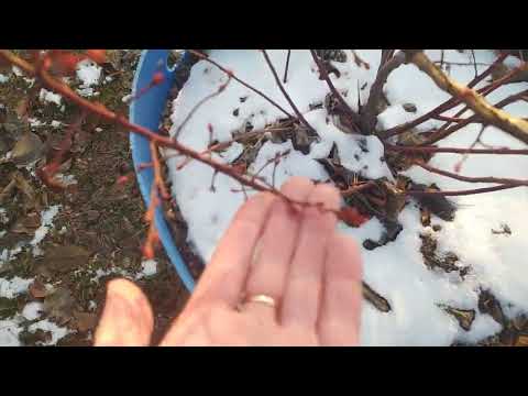 Видео: Какой сорт голубики не сбросил листья