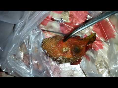 Видео: Щелочтордун (жегич) организмге тийгизген таасири.