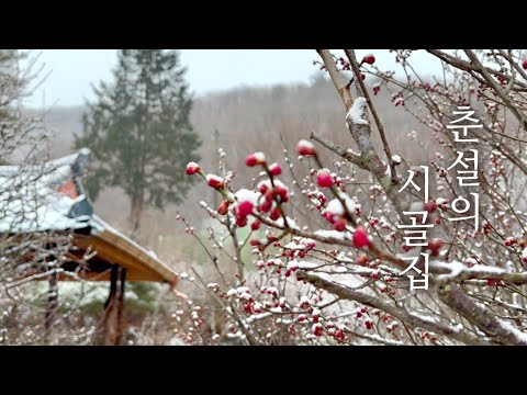 Видео: Дневные снежинки сидят на цветках сливы🌸 | Простая горная жизнь ранней весной