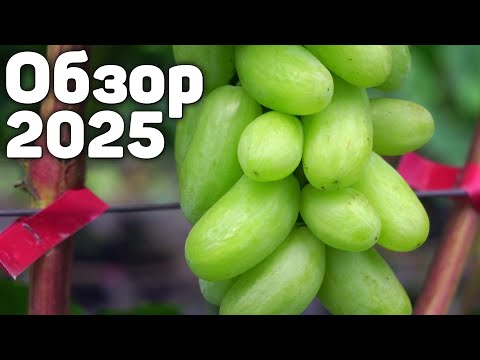 Видео: Обзор сортов винограда 2025 🍇