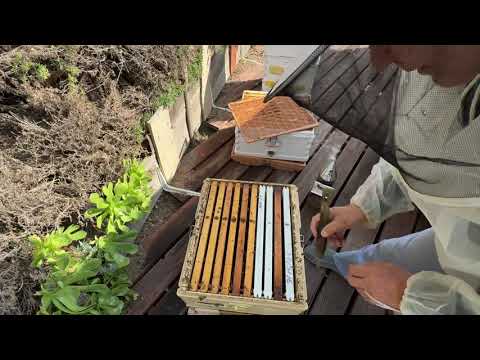 Видео: Проверка и сбор прополиса- appimaye hive harvest propolis.