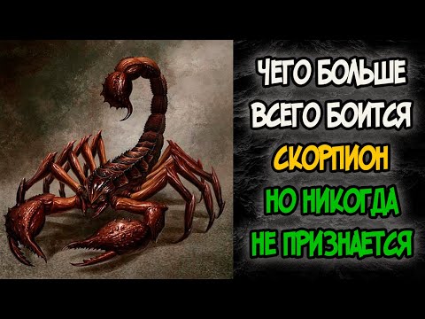 Видео: Чего больше всего боится СКОРПИОН но Никогда не Признается
