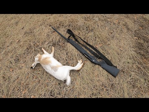 Видео: Открытие сезона охоты на зайца 2025–2026  Первая удачная охота!
