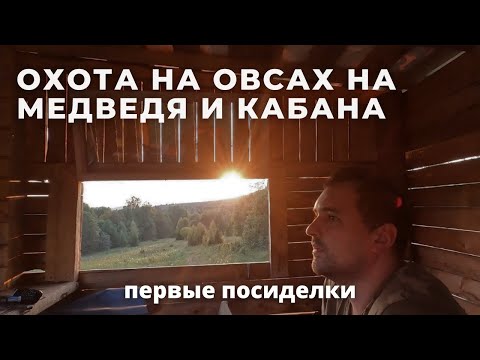 Видео: Охота на овсах на медведя и кабана. Первые посиделки на вышке #охота #охота2023#hunting2023 #медведь
