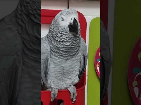 Видео: Всем бояться, идет хулиганище