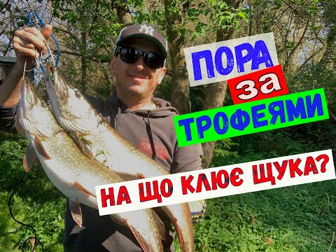 Видео: на що ловити щуку#спиннинг#щука#судак#риболовля