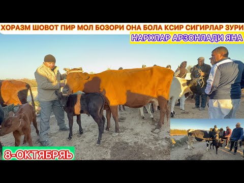 Видео: ХОРАЗМ ШОВОТ ПИР МОЛ БОЗОРИ ОНА БОЛА КСИР СИГИРЛАР ЗУРИ НАРХЛАР АРЗОНЛАДИ ЯНА 8-октябрь.
