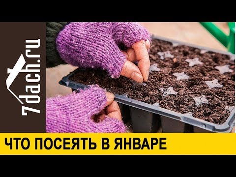 Видео: Что посеять в январе - 7 дач