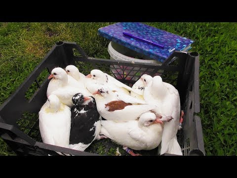 Видео: Племенной учет голубят / Бакинята, таклачата, узбечата, метисята 25.05.20