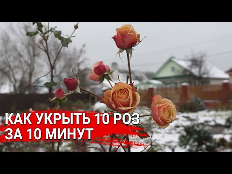 Видео: Как укрыть 10 роз за 10 минут .