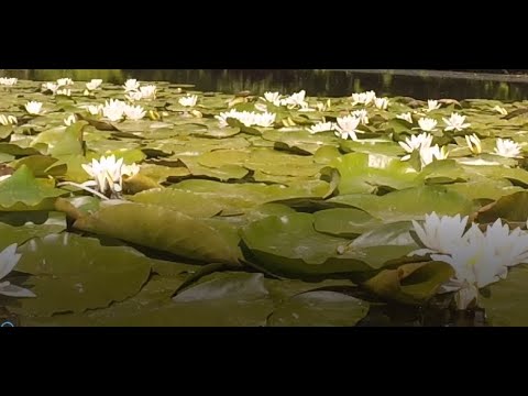 Видео: Подводная охота р  Псёл 2020 mp4