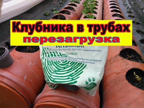 Видео: Клубника в трубах / Перезагрузка / Клубника Альтесс