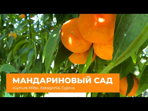 Видео: Мандариновый сад