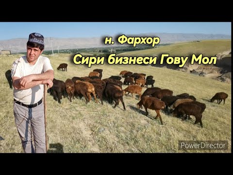 Видео: Сири Бизнеси Гову Молро "Чорвобизнес" ба шумо равшан мегуяд.