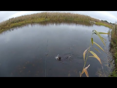 Видео: Зловив норку на спінінг. Норка ганяє за блешнею. Риболовля на стоході# Mink for spinning