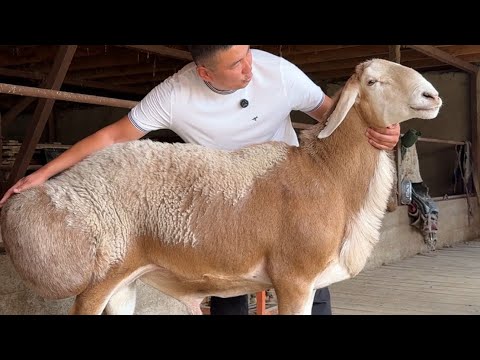 Видео: Алматылық Жандос ағаның шаруашылығы 
