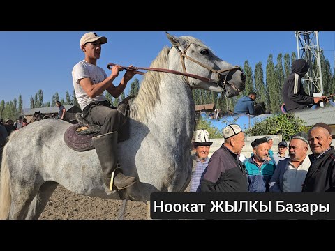 Видео: Базары Кайнаган Ноокат ЖЫЛКЫ Базары Укмуш Кызыды пай пай пай 