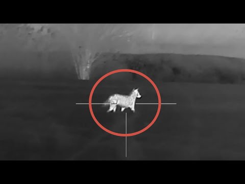 Видео: Охота на волка и шакала. Юрий Семенов добывает 18 хищников! Фермеры могут спать спокойно.